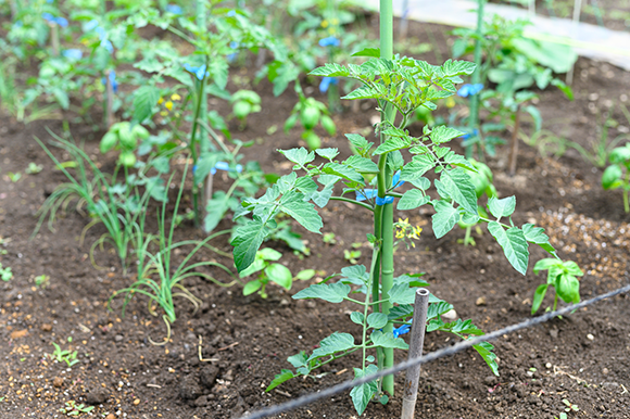 初心者におすすめ！家庭でできるトマト栽培の特徴を紹介