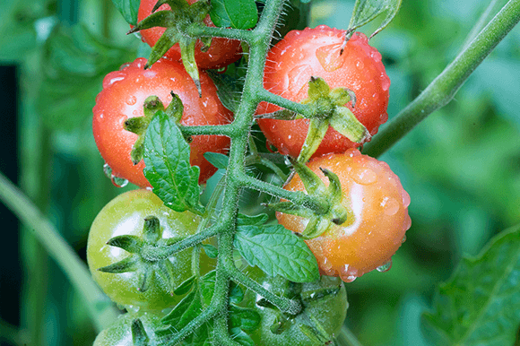 トマト栽培での水やりの方法