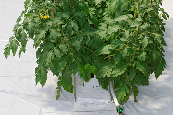家庭でできるトマトの水耕栽培とは？