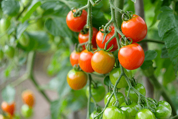 家庭菜園もできる！甘くておいしいトマトの作り方