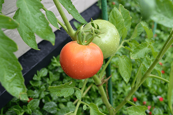 トマトの栽培で大切な手入れの方法とは？